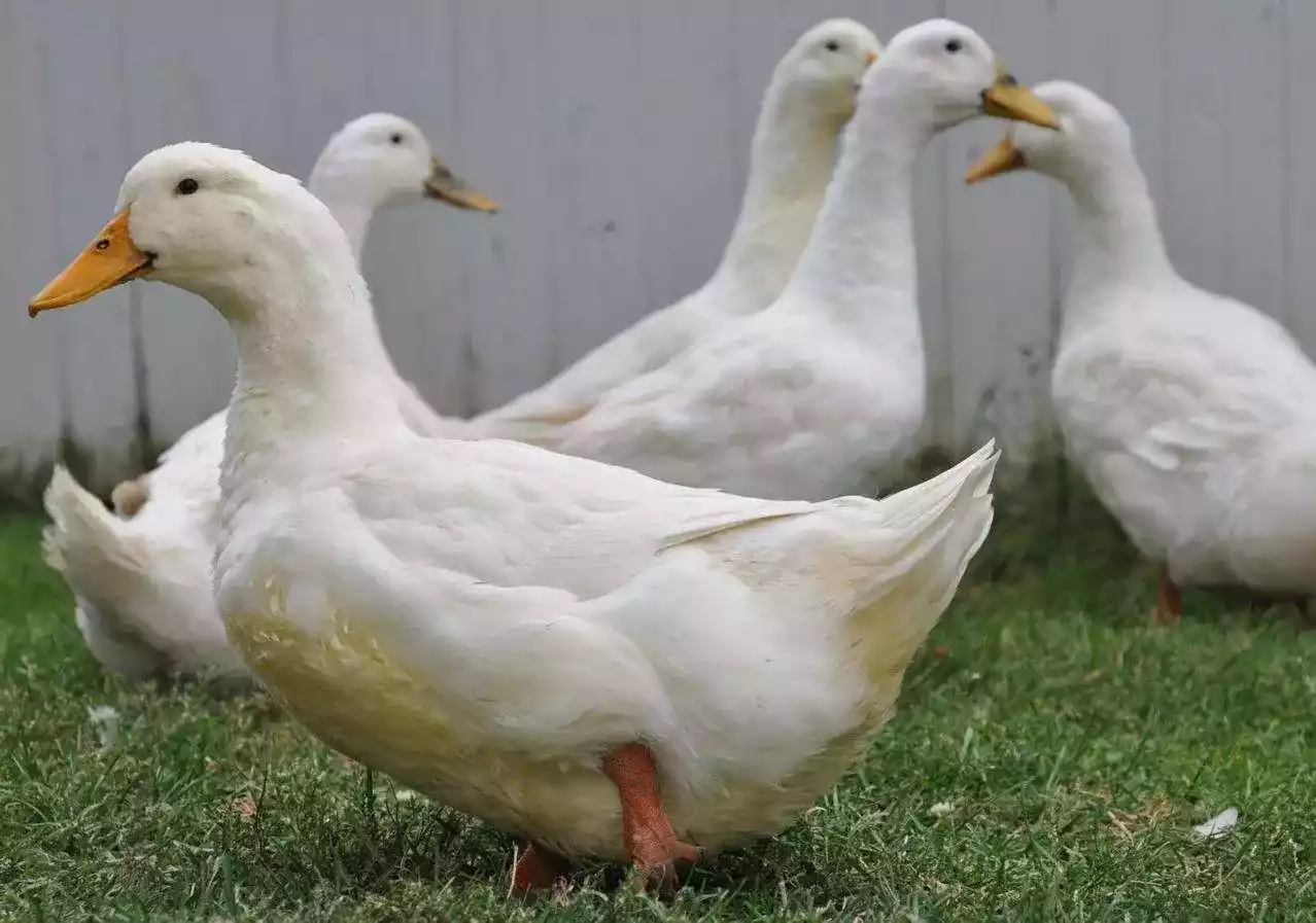 Bebek Aylesbury