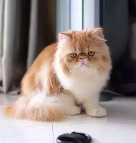 Kucing Persia Peaknose
