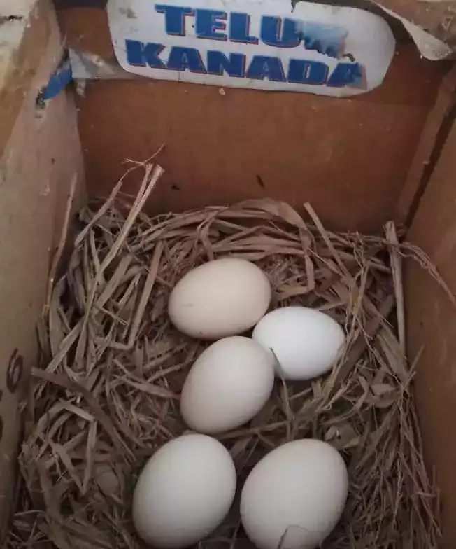 Telur Ayam Sebright (Batik Kanada)
