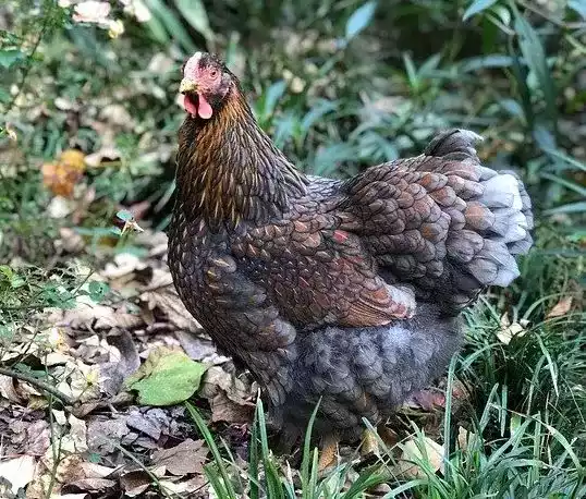 Ayam Wyandotte