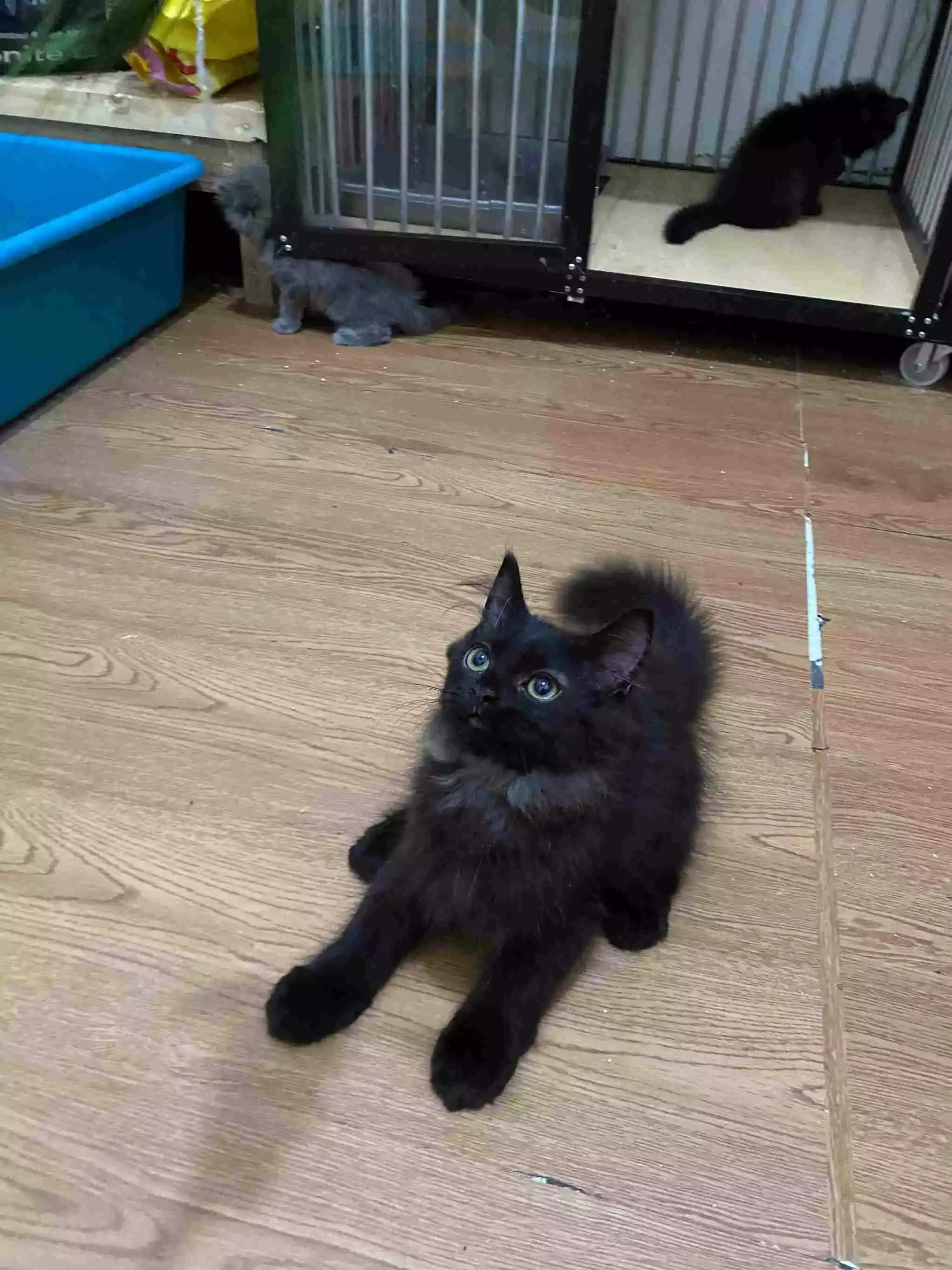 Kucing Persia Hitam Smoke Gelap Bulu Lebat Aktif
