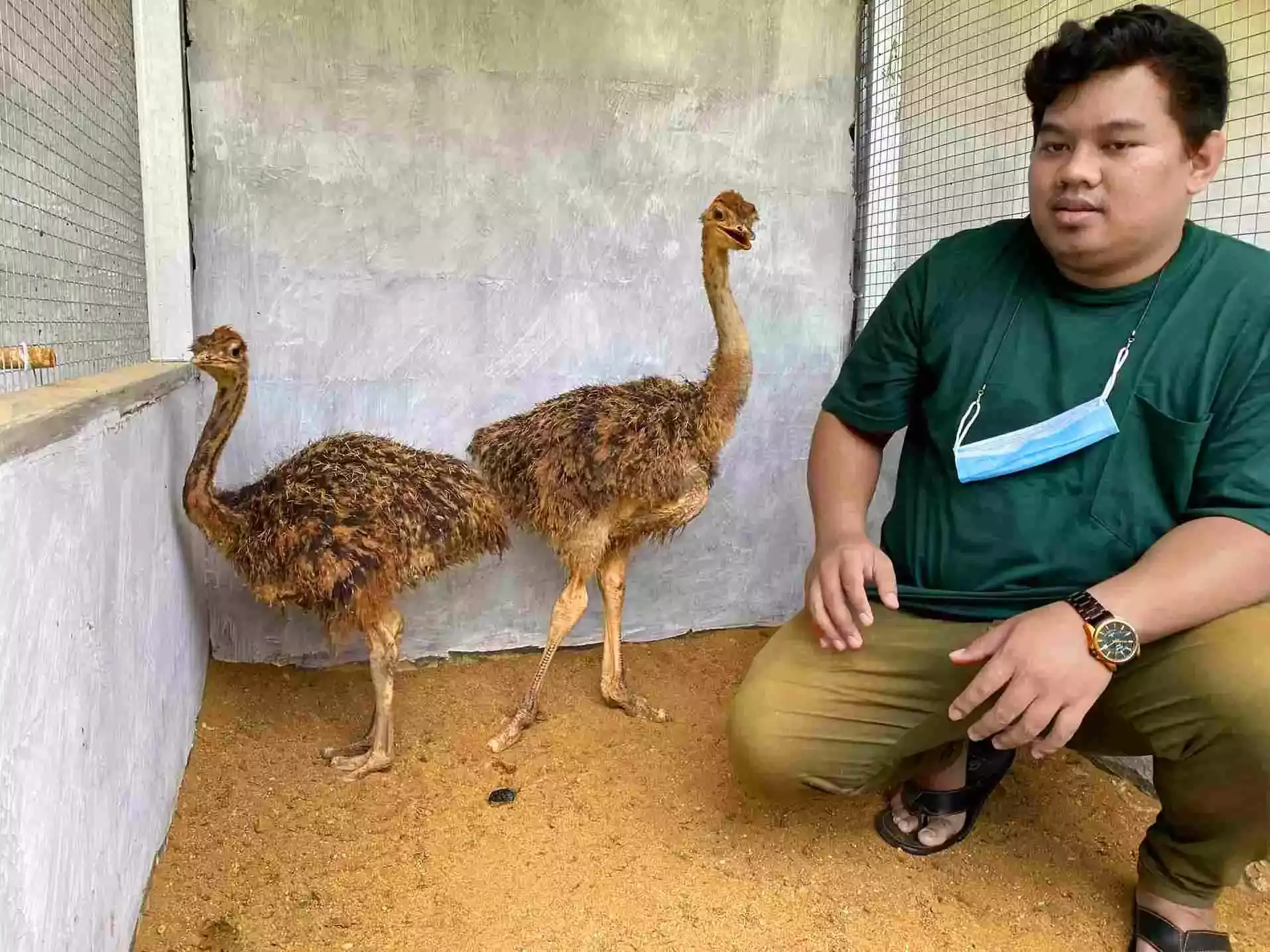 Kandang Burung Unta