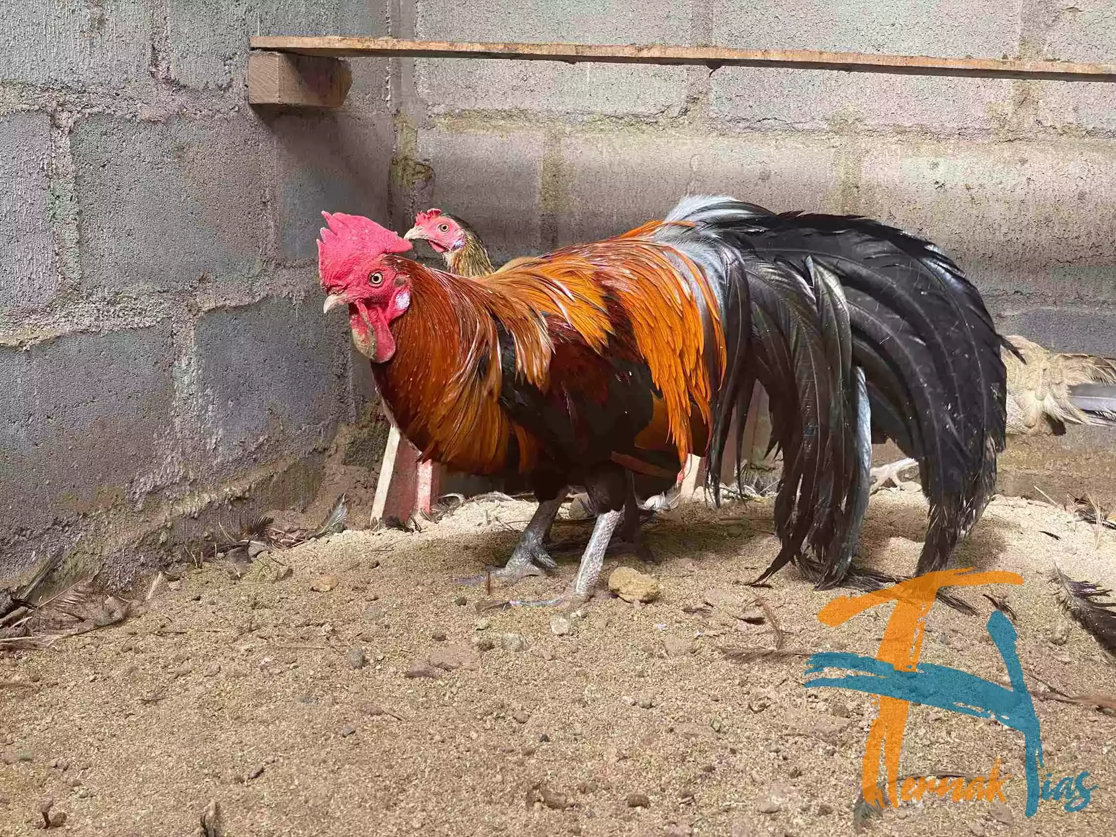 Ayam Phoenix