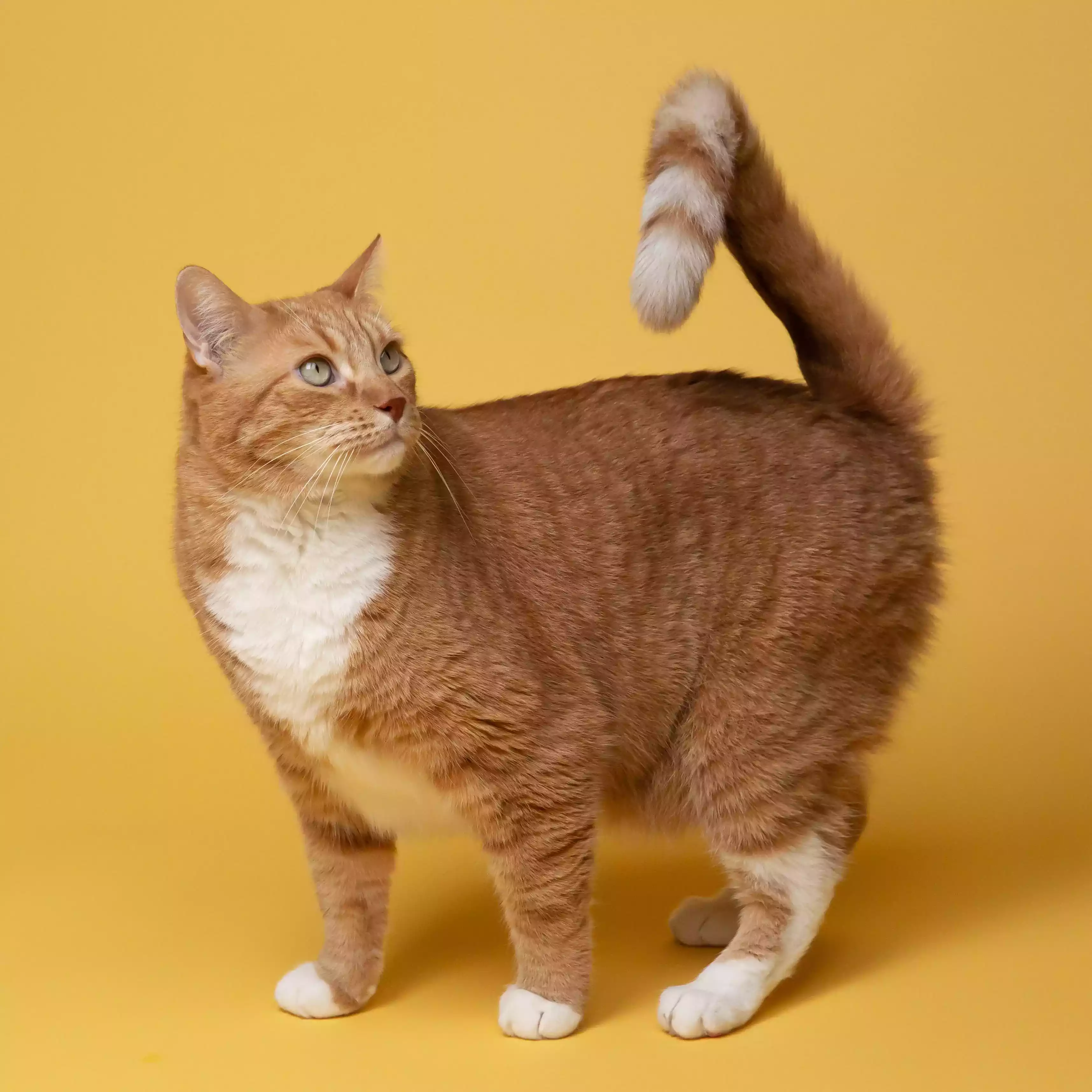 Ciri-ciri Kucing Hamil dan Bagaimana Merawat Kucing Yang Sedang Hamil