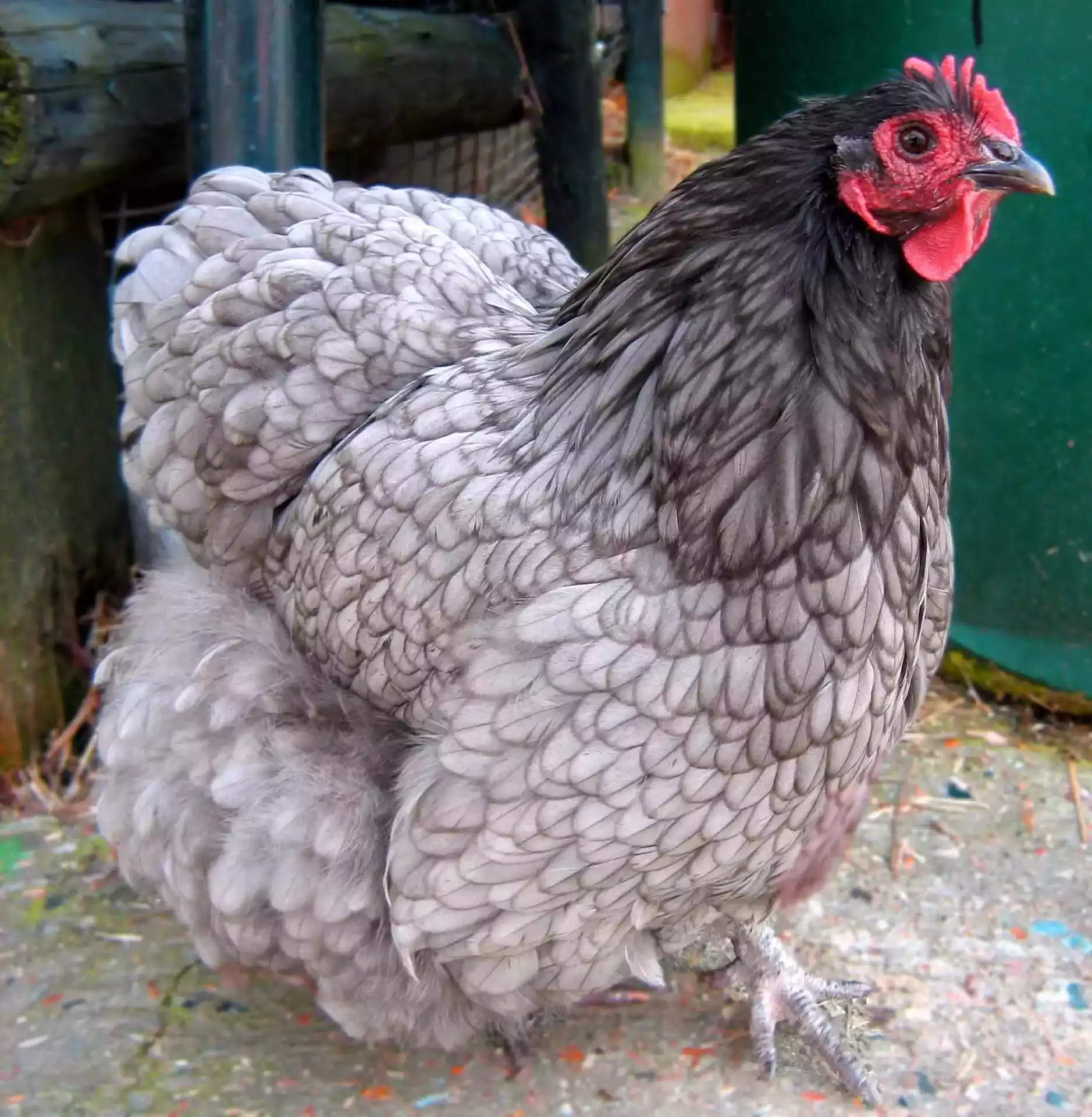 Ayam Orpington