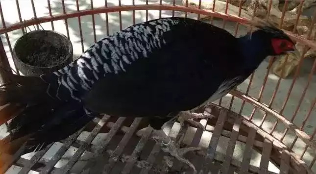 Khalij Pheasant