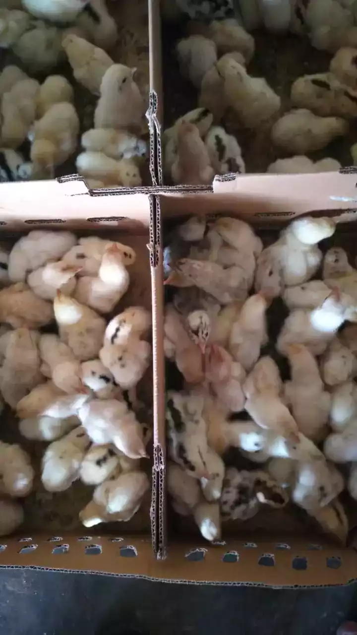 Ayam Elba Dewasa