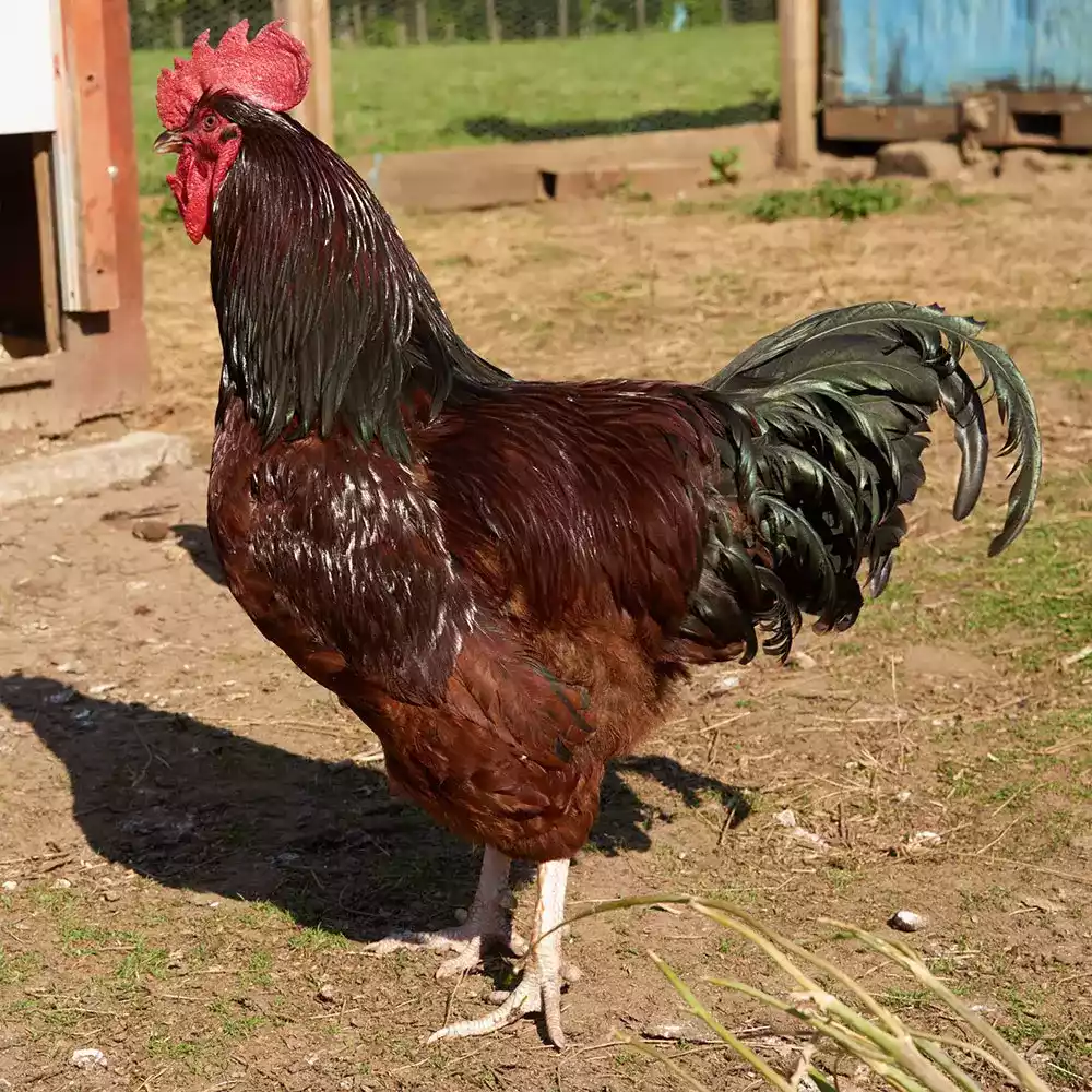 Ayam Sussex