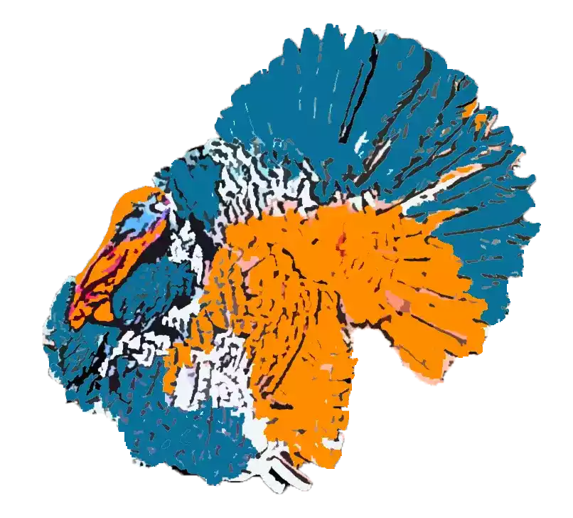 Kalkun