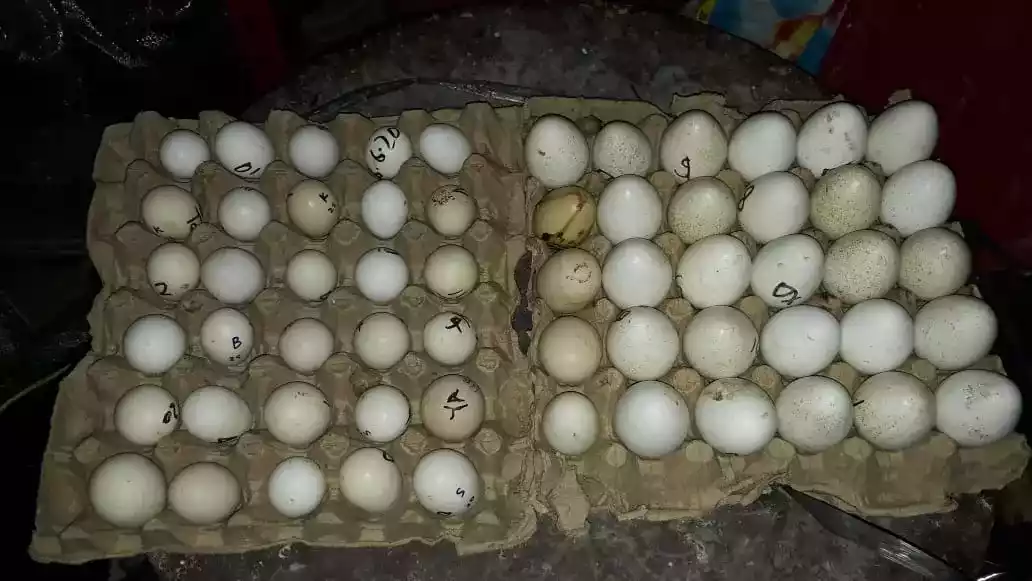 Telur Kalkun Royal Palm