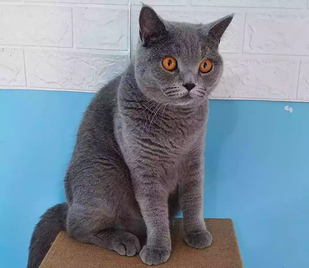 Kucing British Short Hair