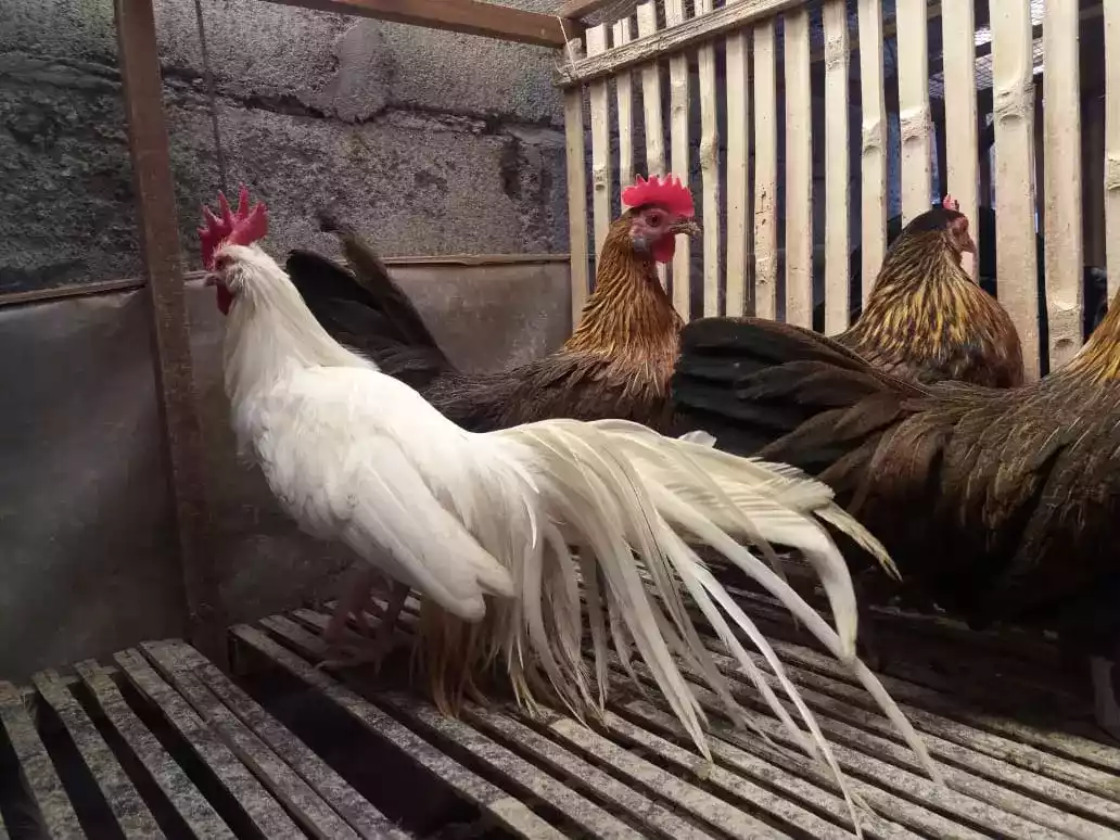 Ayam Onagadori