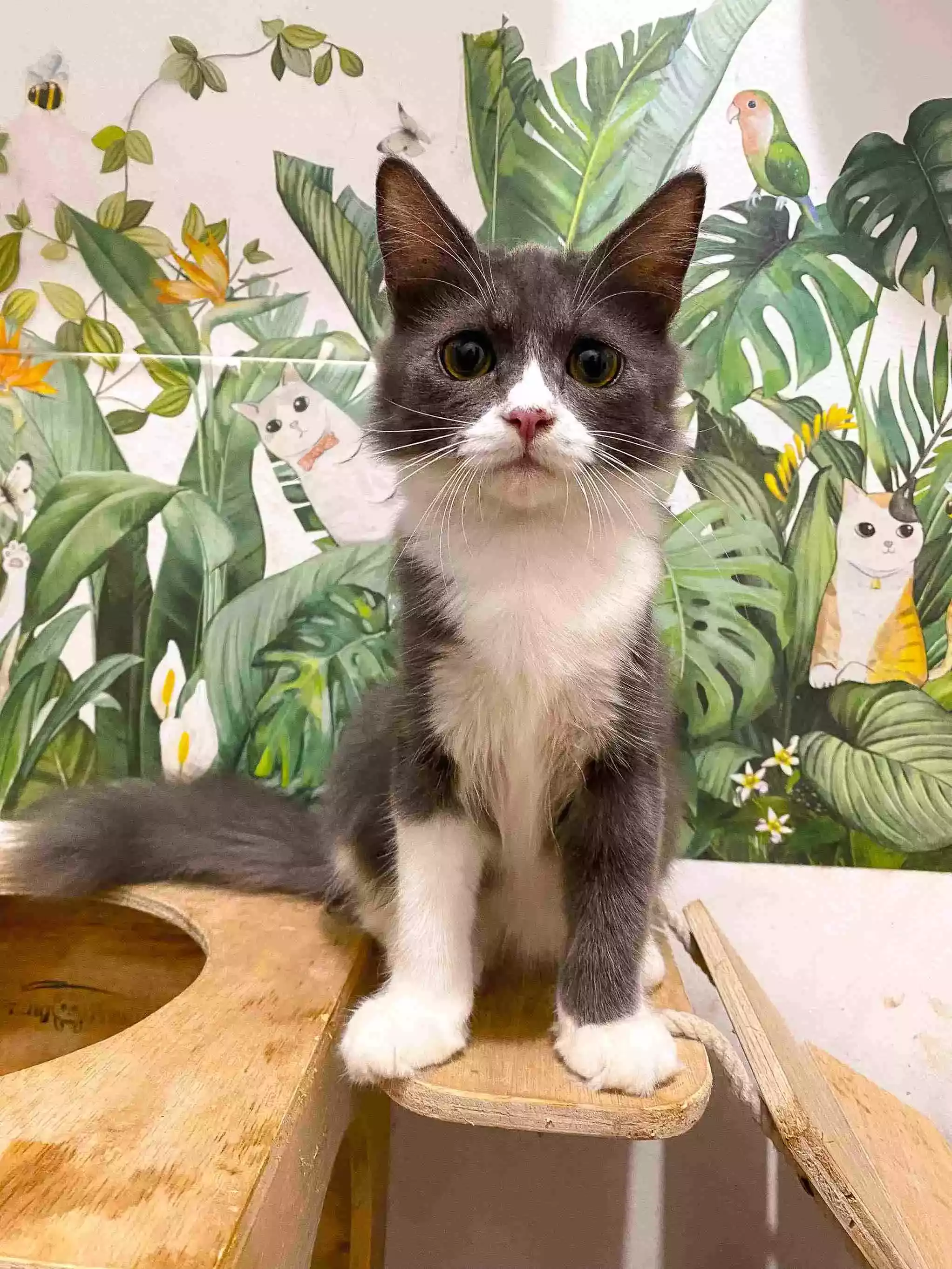 Kucing Persia Abu-abu Putih Lucu Aktif Bulu Lebat