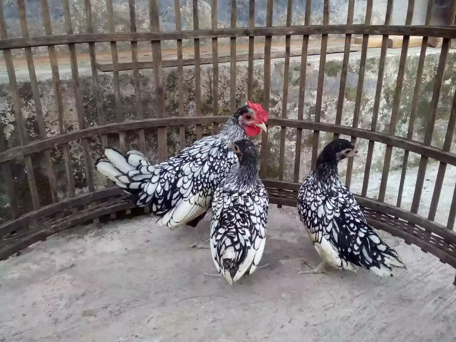 Ayam Sebright (Batik Itali)
