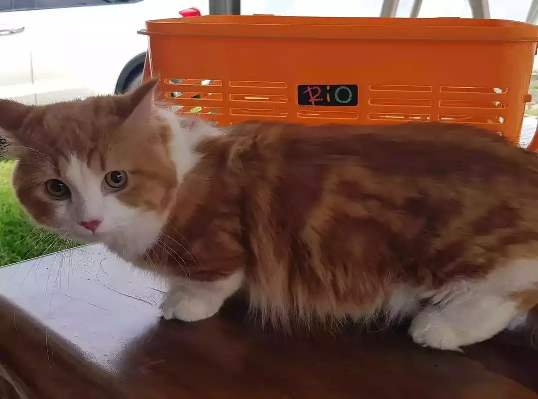 Kucing Munchkin Long Hair