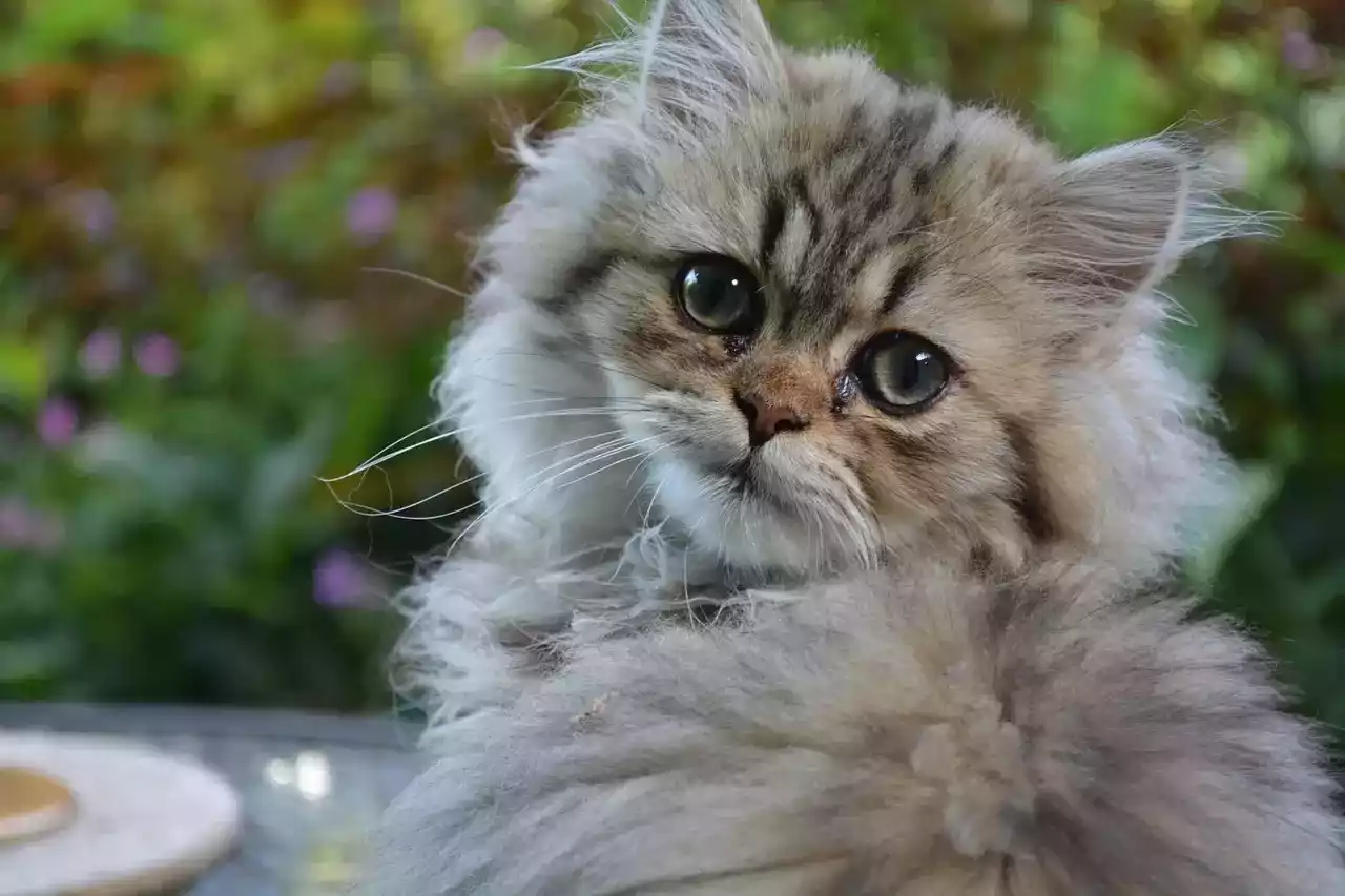 Kucing Persia Medium