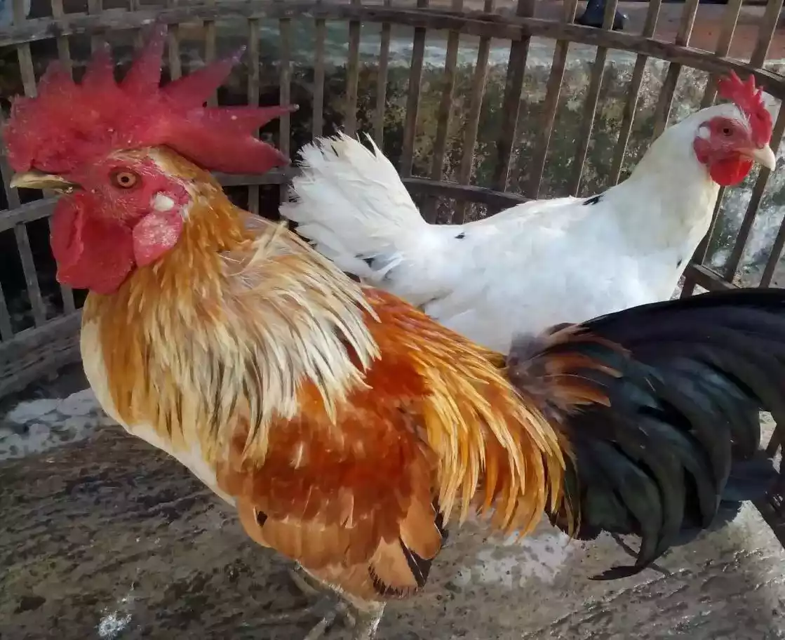 Ayam Ketawa