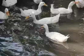 Bebek Bali
