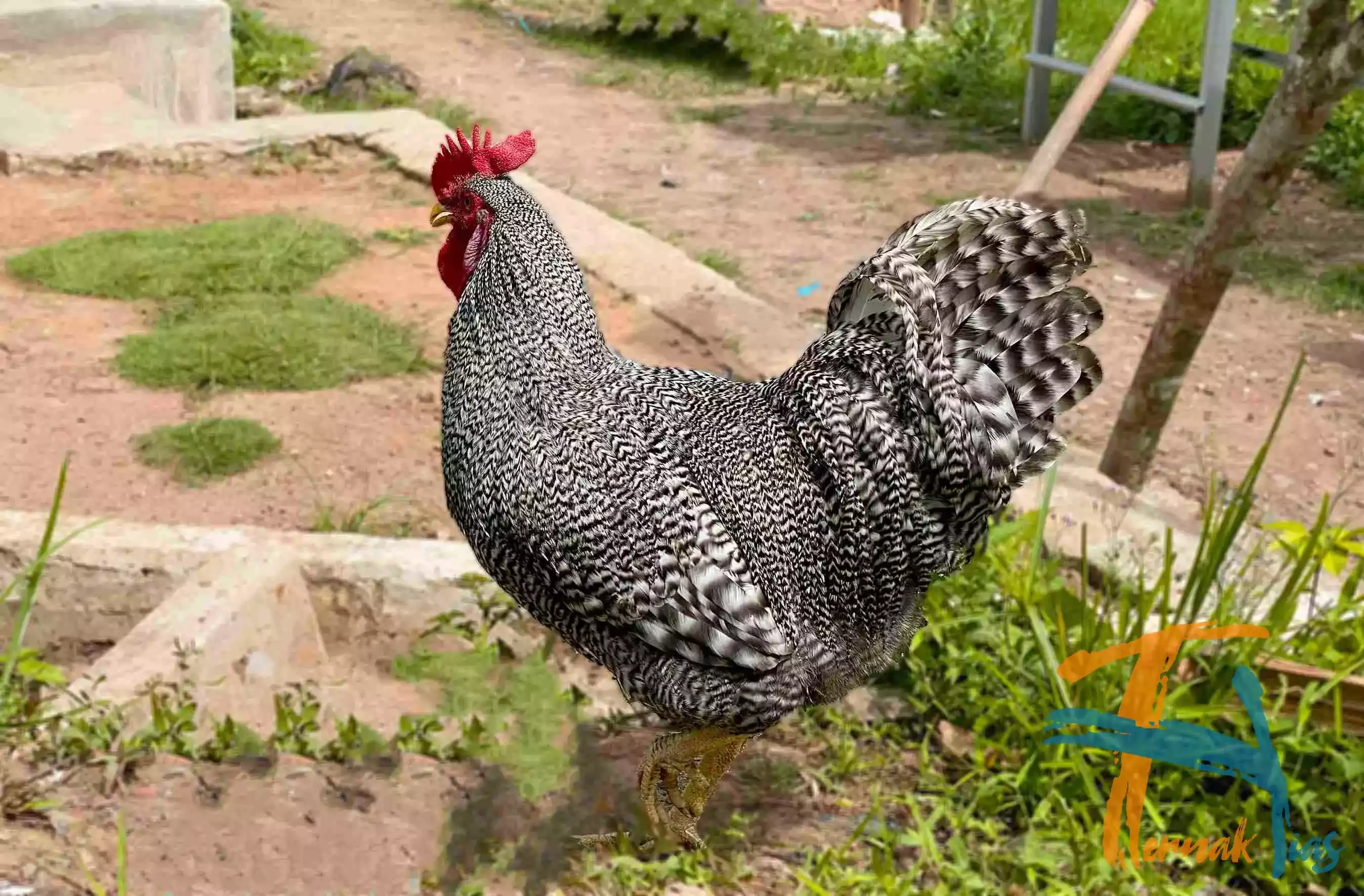 Ayam Plymouth Rock