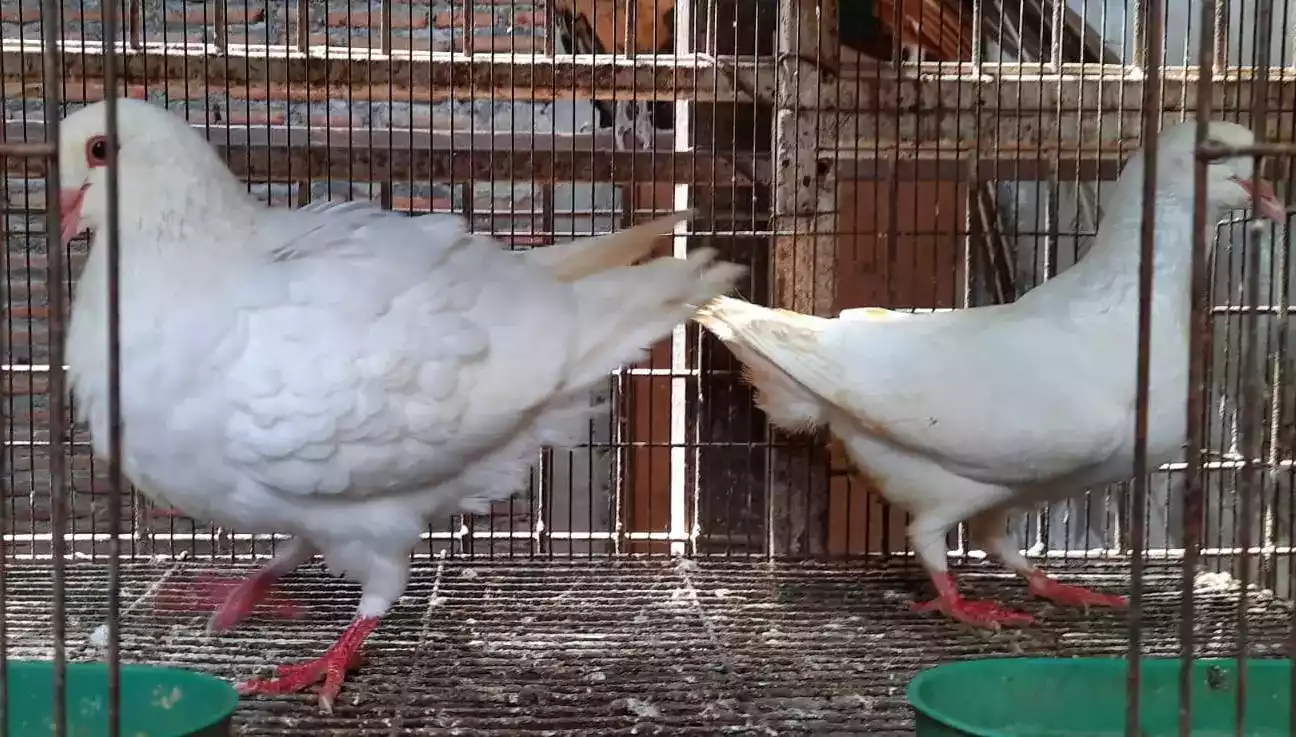 Burung Merpati King Jumbo