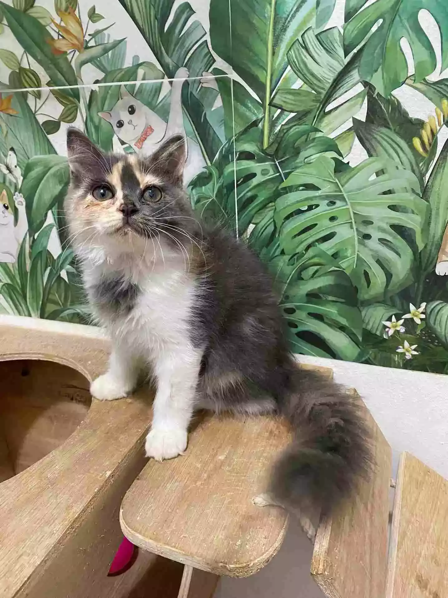 Kucing Persia Calico Bulu Lebat Aktif Lincah