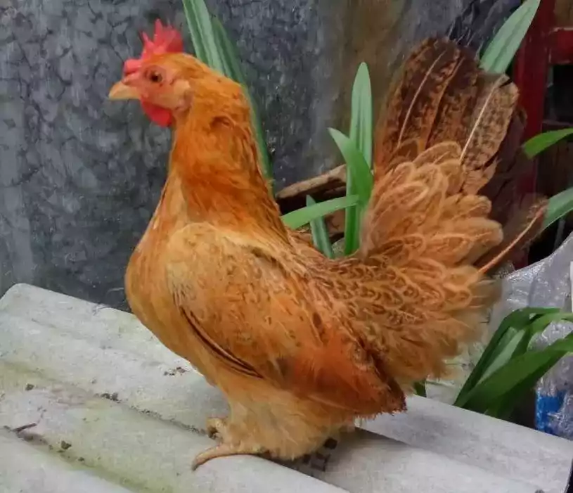 Ayam Kate