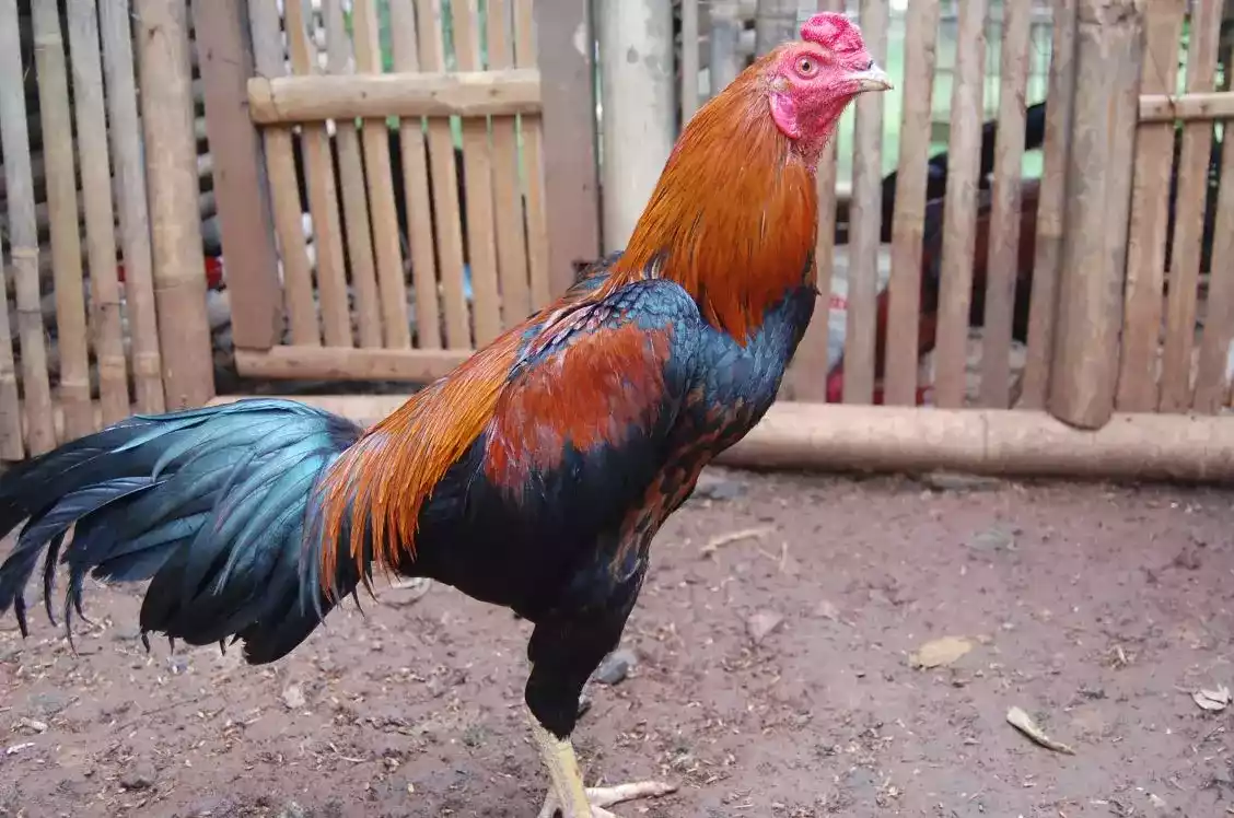 Ayam Bangkok