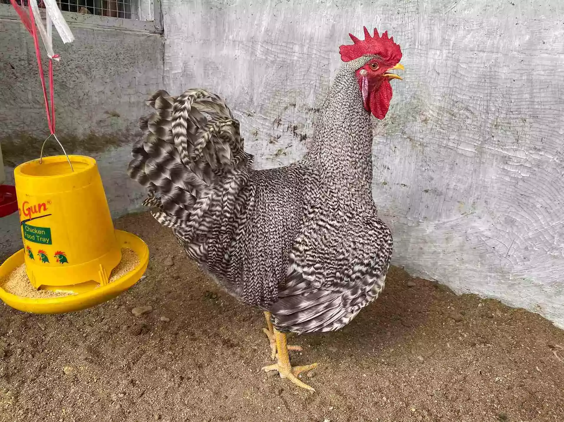 Ayam Plymouth Rock