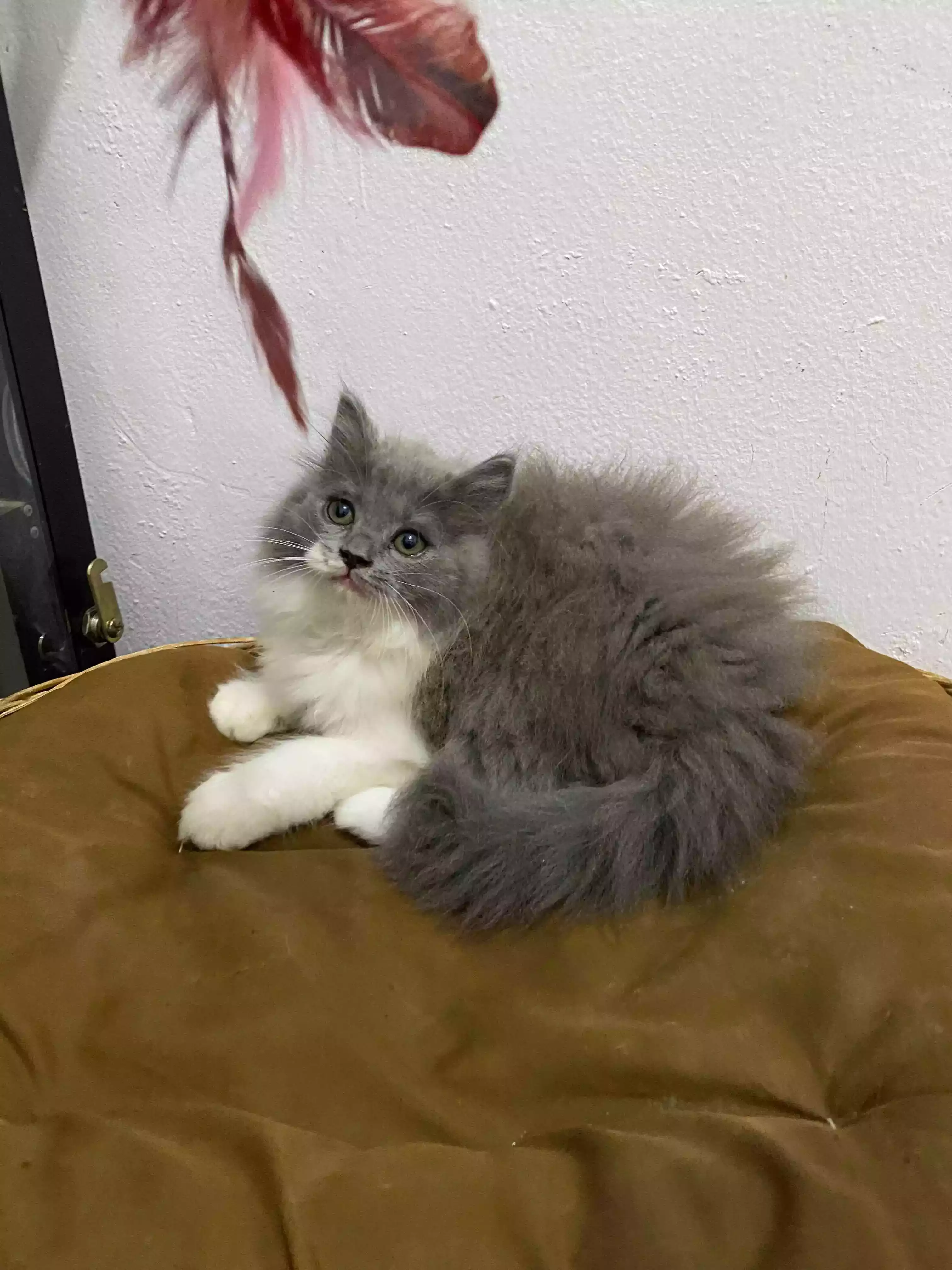 Kucing Persia Abu Abu Putih
