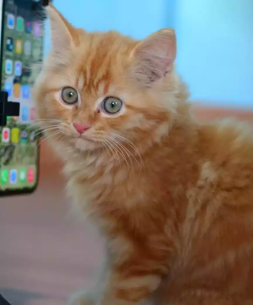 Kucing Persia Oren