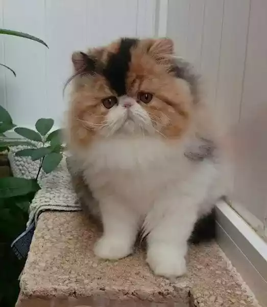 Kucing Persia Peaknose