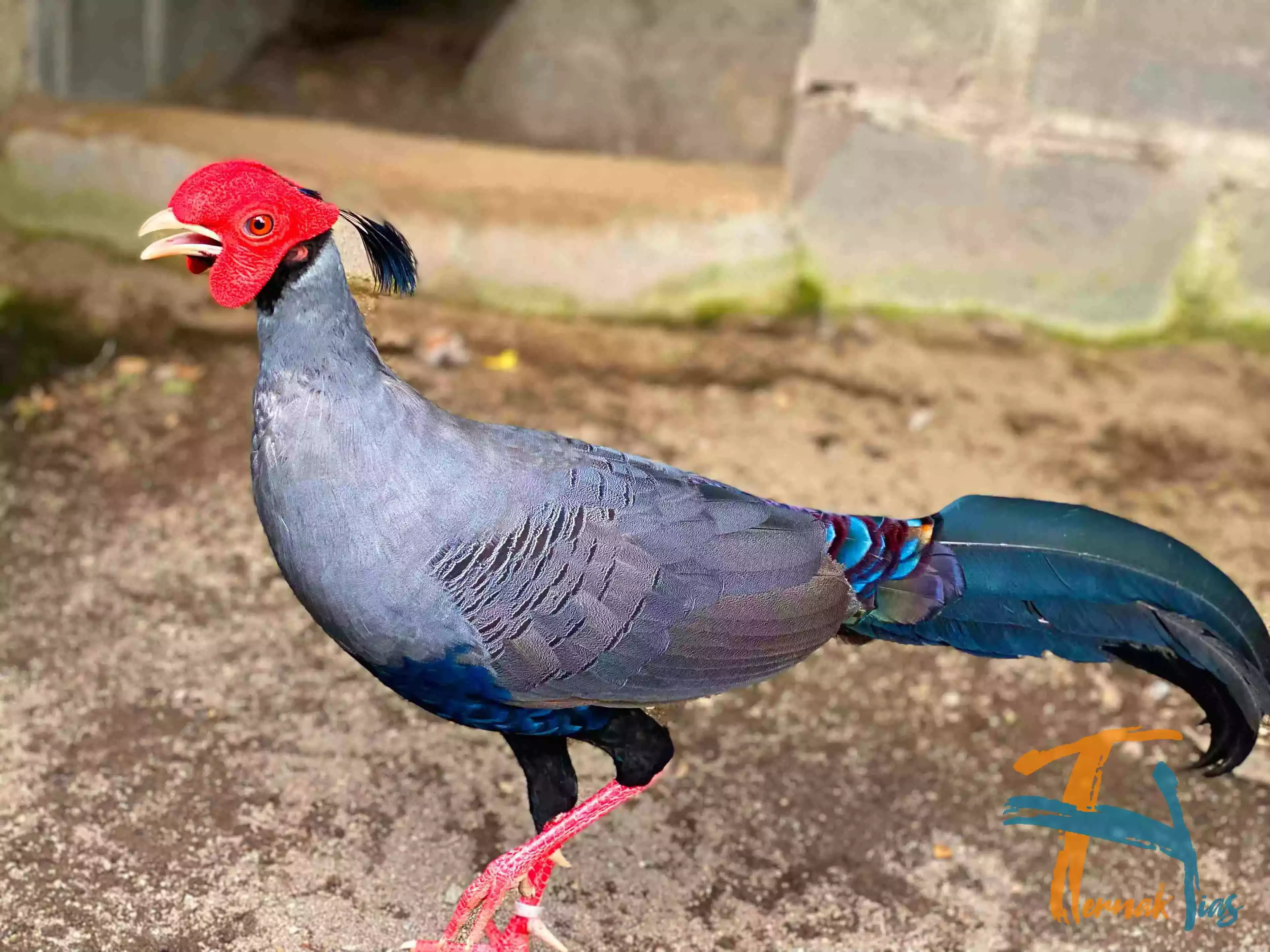 Siamese Fireback Pheasant