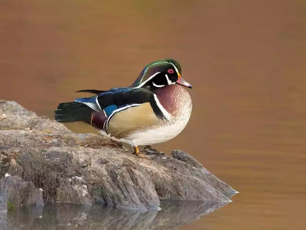 Bebek Kayu (Wood)