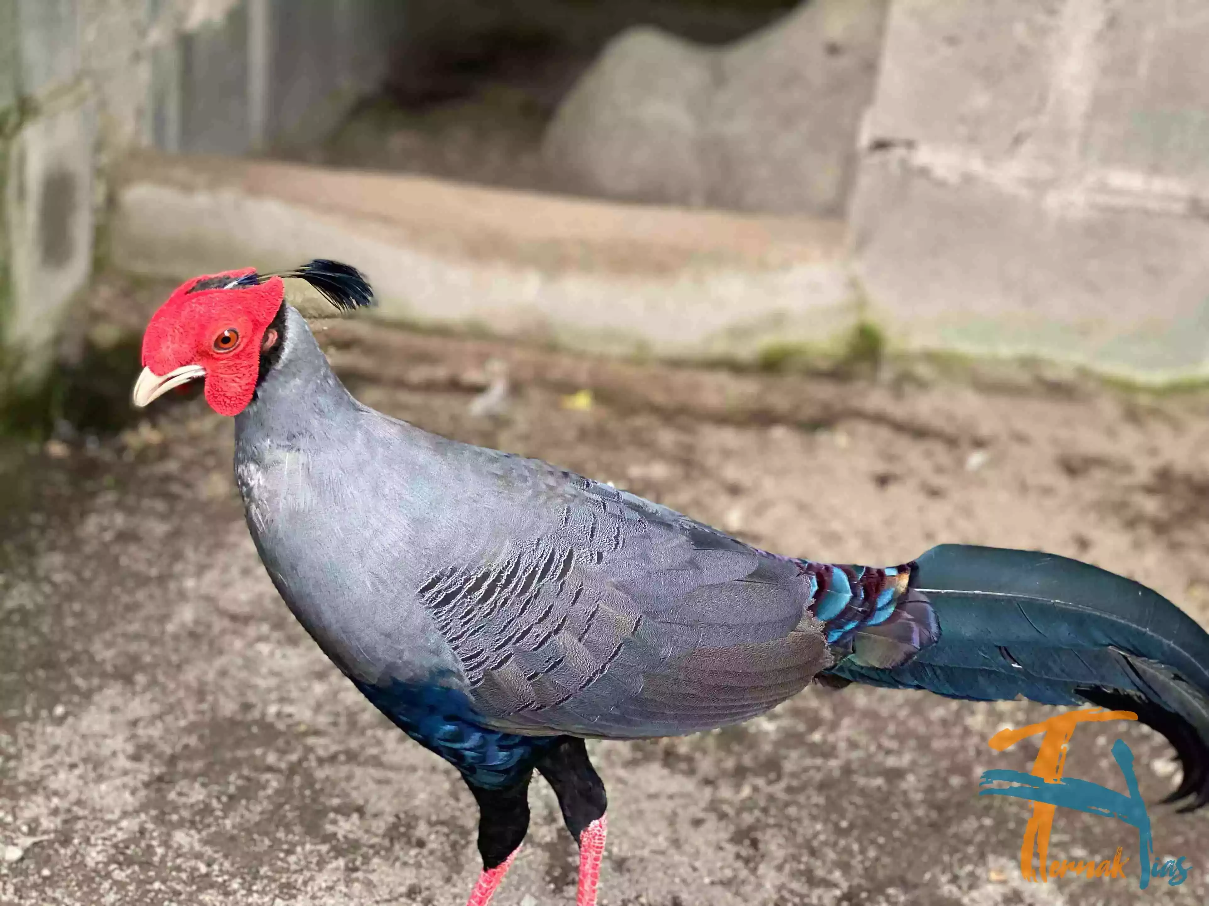 Siamese Fireback Pheasant