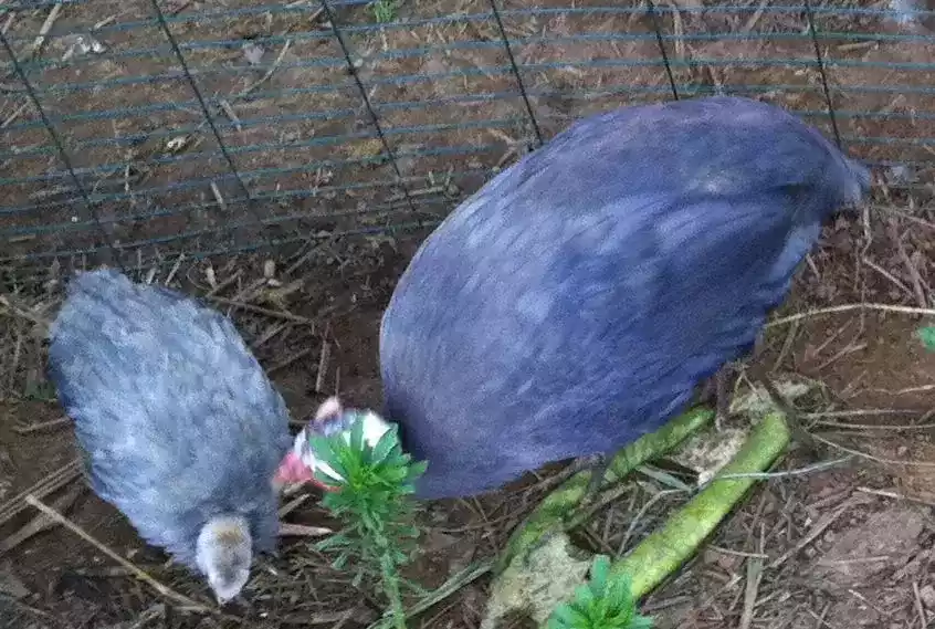 Ayam Violete Guinea Fowl