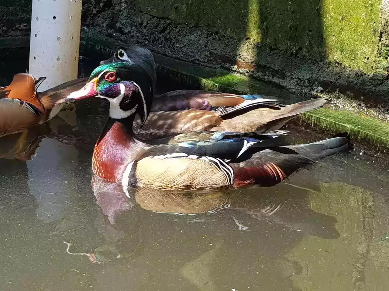 Bebek Caroline (Wood / Kayu)