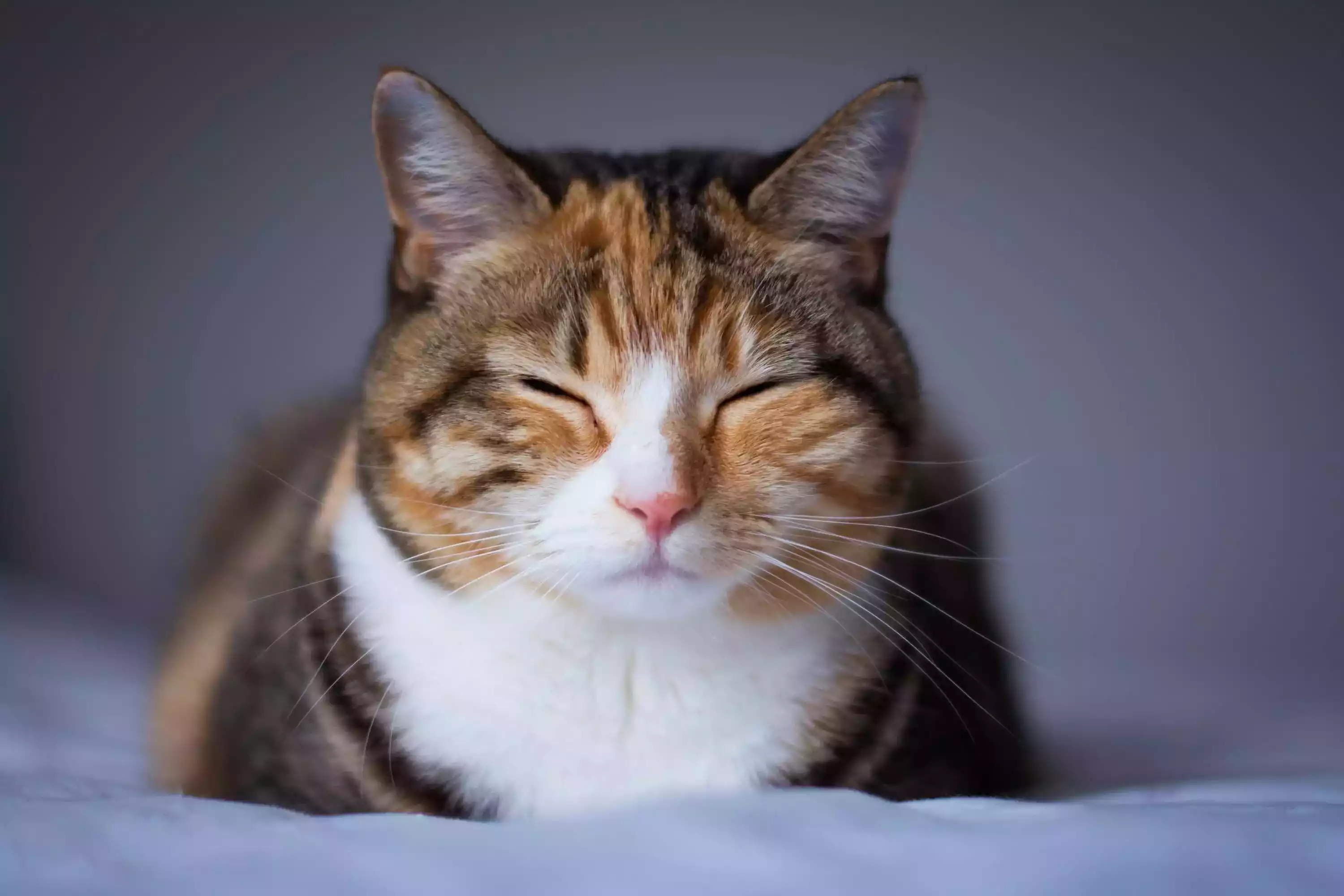 Kucing