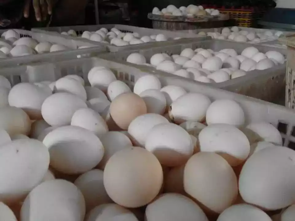 Pullet Ayam Arab