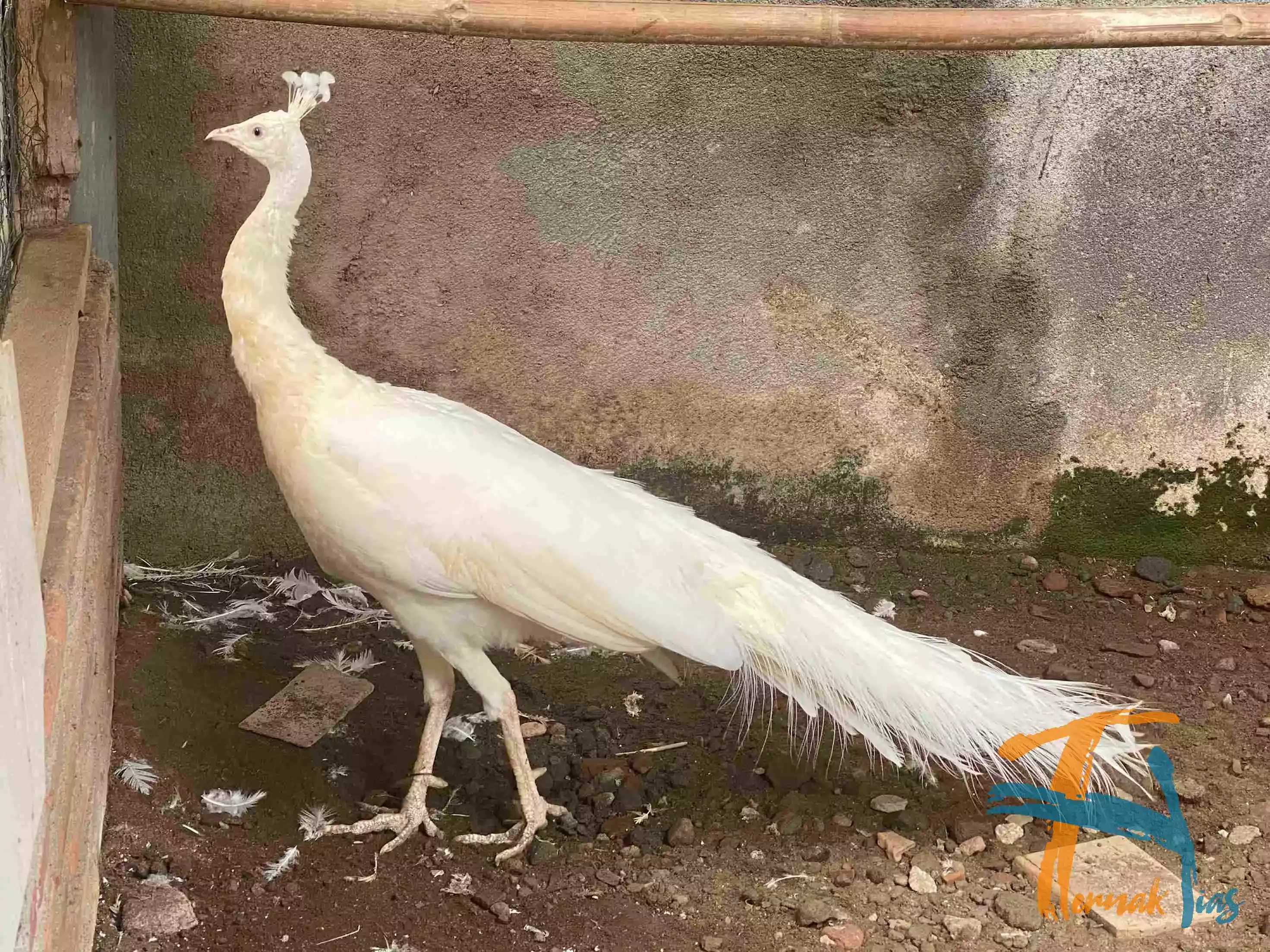 Burung Merak Putih