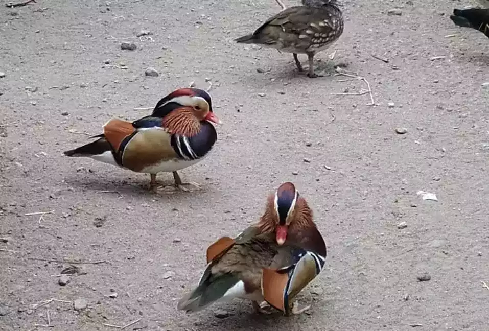 Bebek Mandarin
