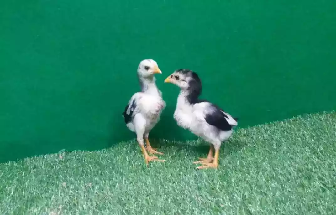 Ayam Bangkok
