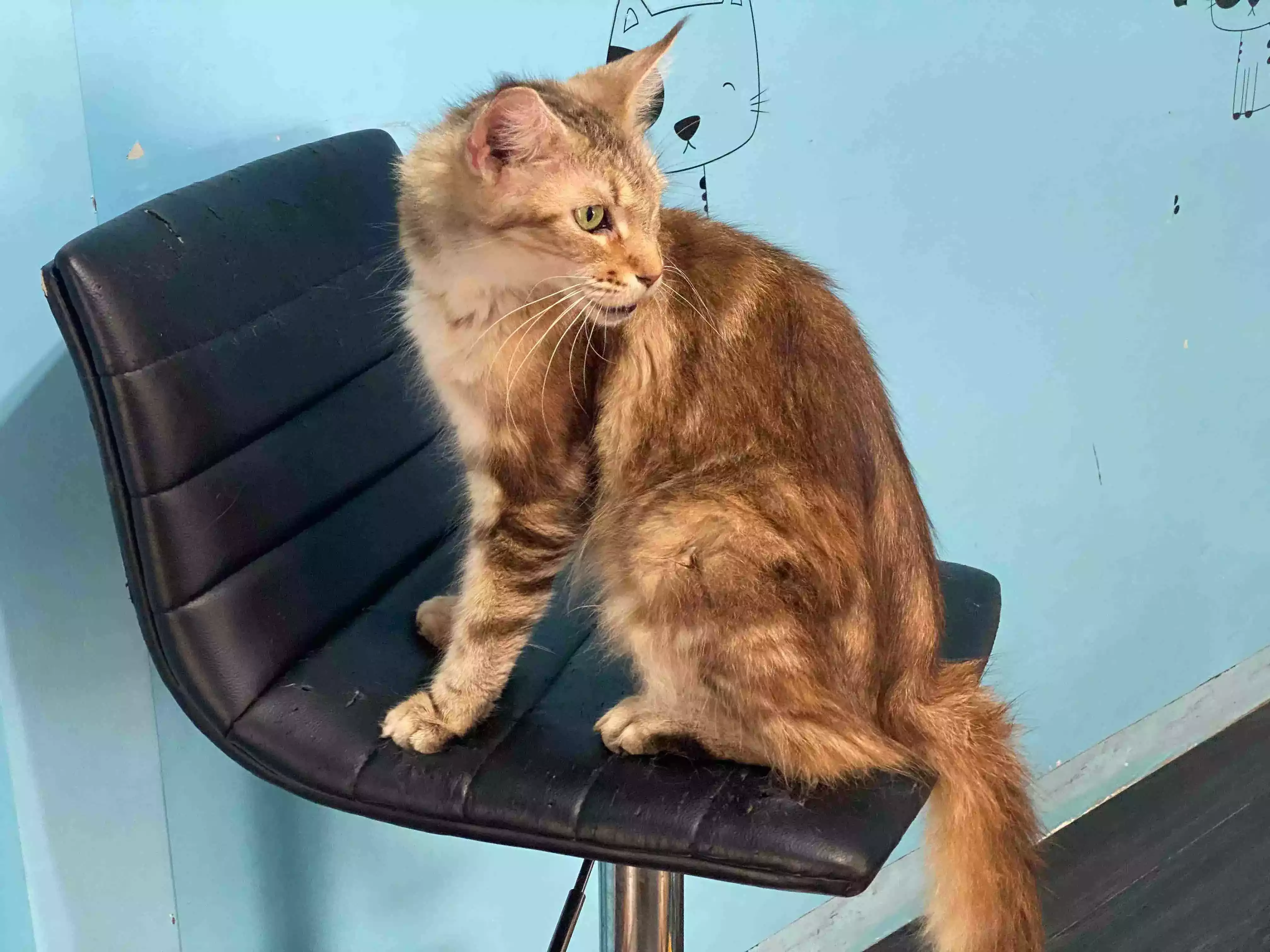 Kucing Maine Coon