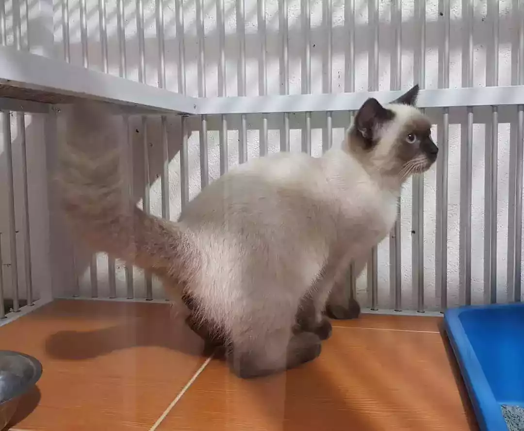 Kucing Siam