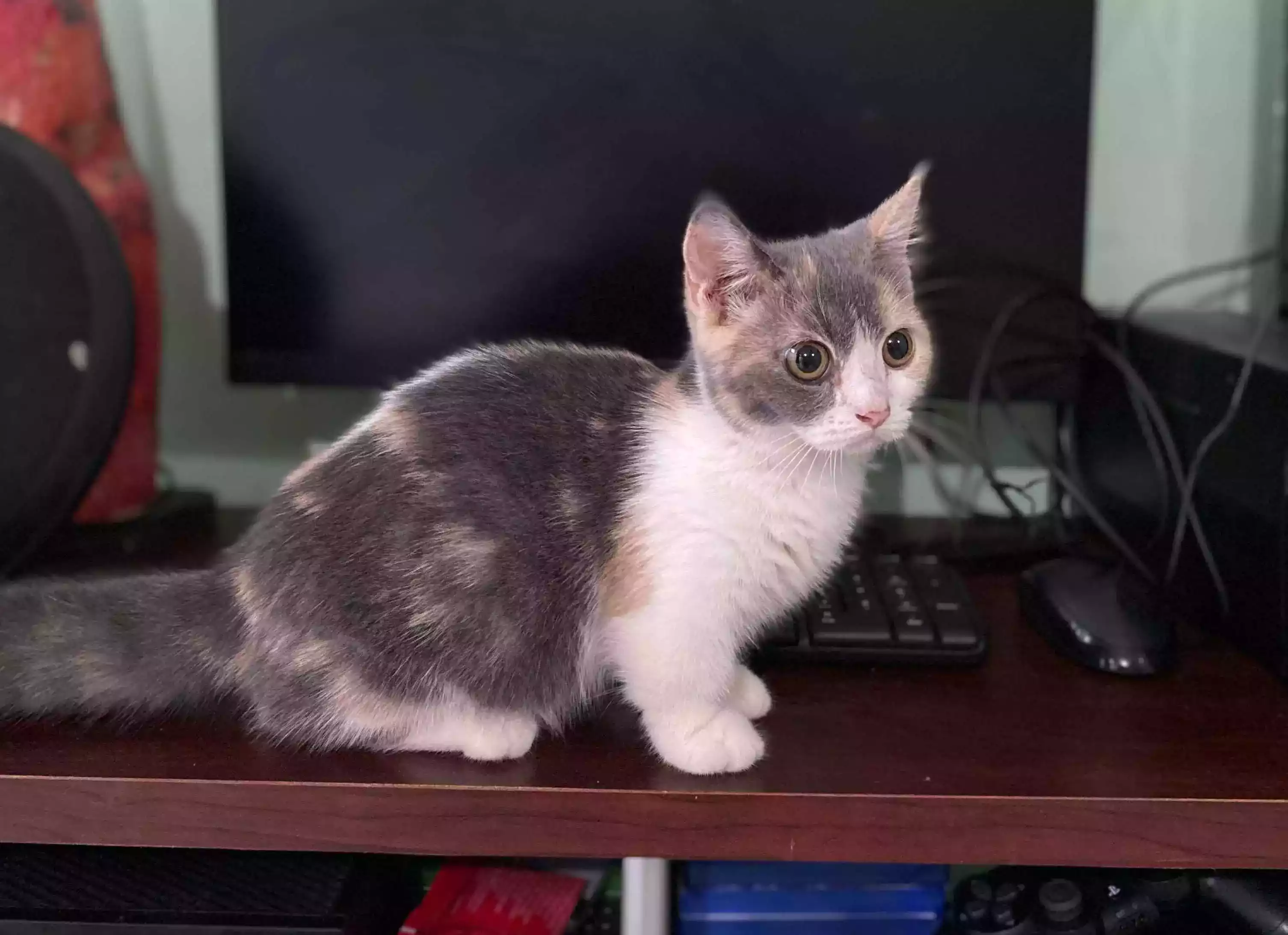 Kucing Munchkin Short Hair
