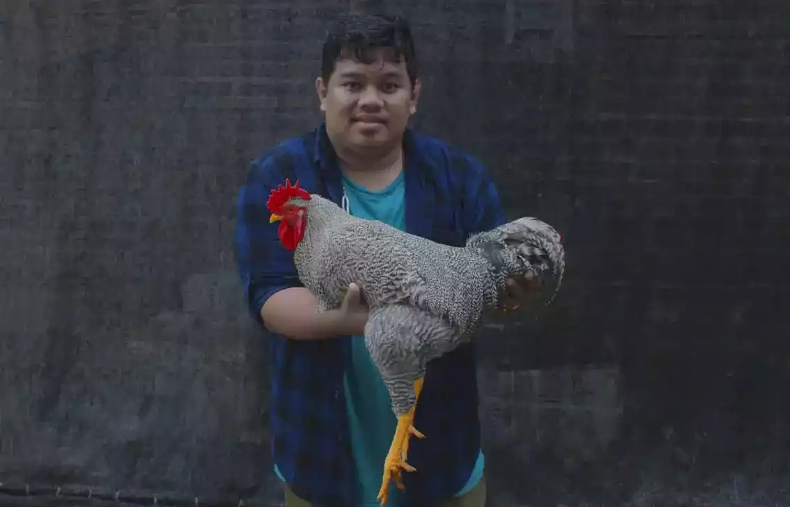 Ayam Barred Rock Dewasa