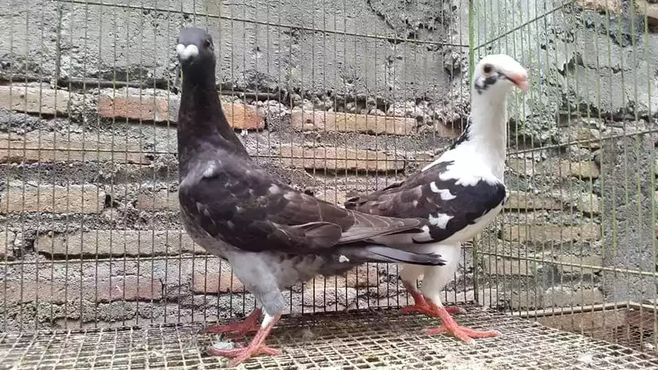 Burung Merpati English Carrier