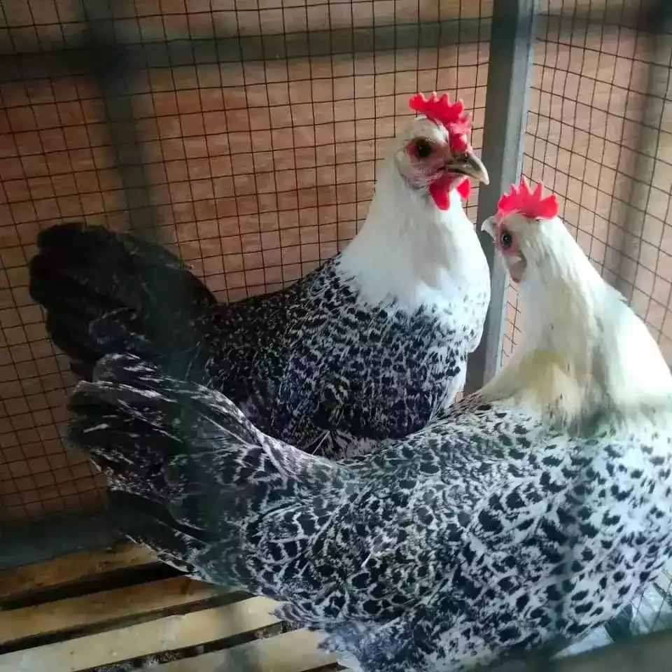 Pullet Ayam Arab