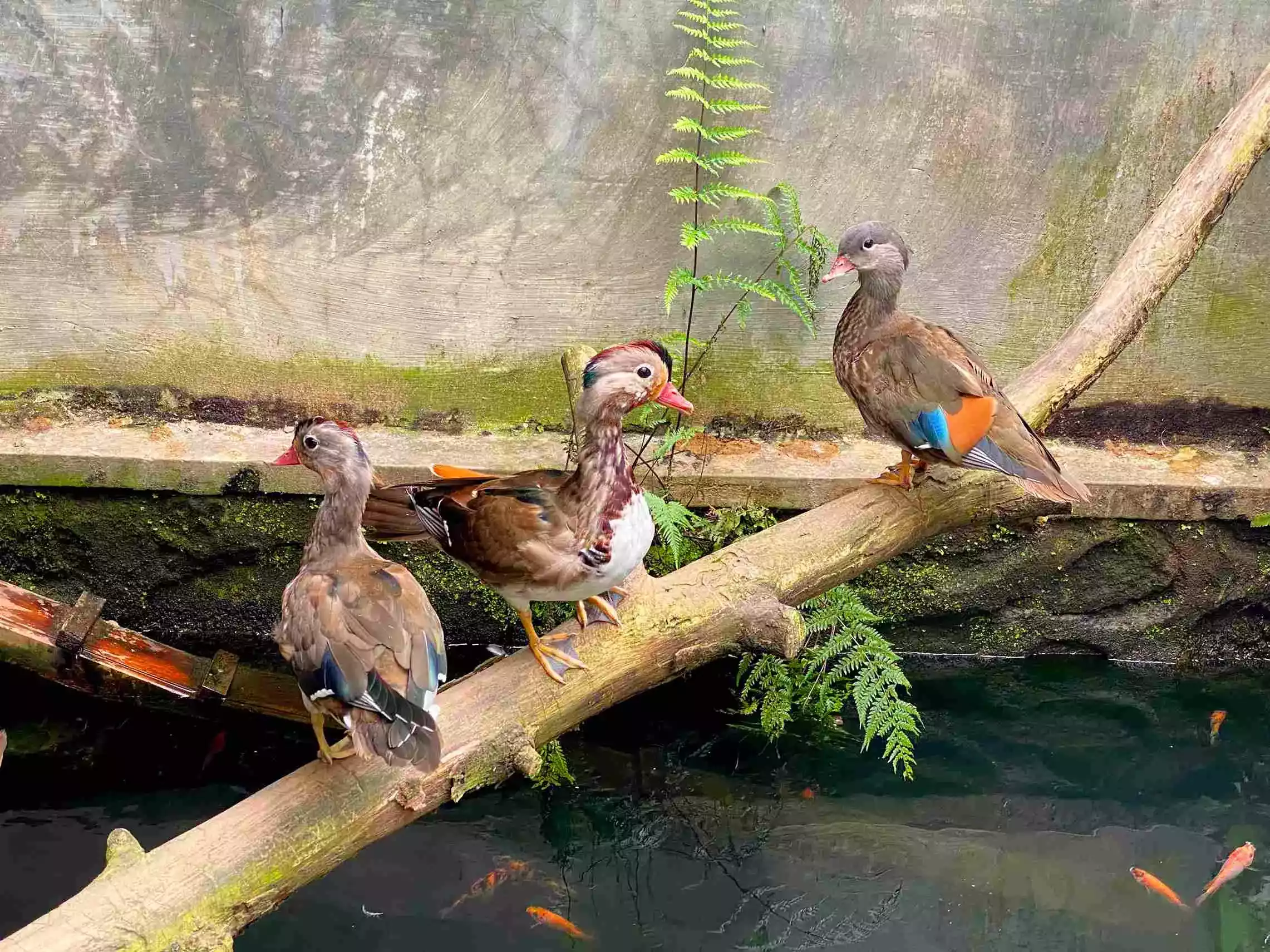 Bebek Mandarin