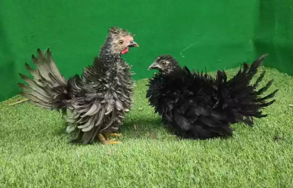 Ayam Kate Walik