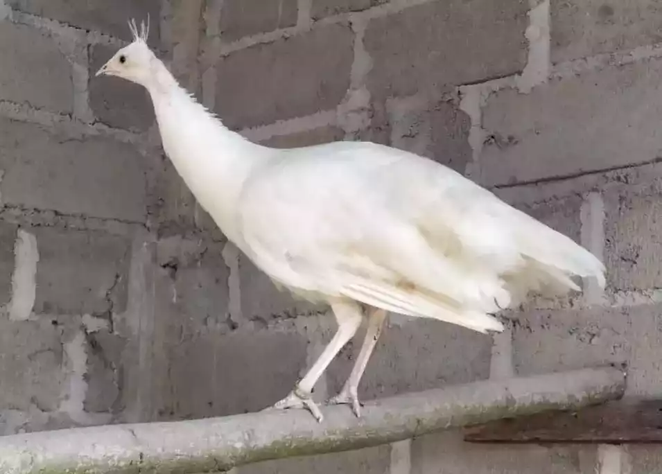 Burung Merak Putih